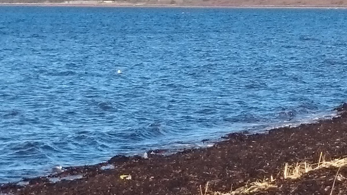 StrachanMary's tweet photo. @velocitylove #Task28&amp;29 #GoJan2017 lovely walk to Ardersier Bay and back plenty of birdsong just can't see them #BigGardenBirdWatch #lovely https://t.co/YgZOSiU0ye