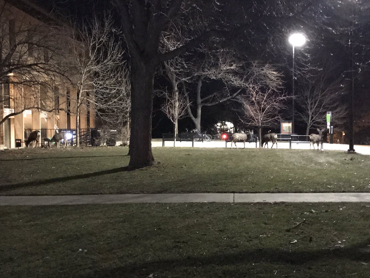 _evanizer's tweet photo. when ur waking back to your dorm and there's deer chilling by the bursar's office #BoulderProbs https://t.co/LtjjS8VU6F