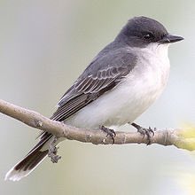 BadIandsNPSFans's tweet photo. Fun Fact: The Eastern Kingbird (Tyrannus tyrannus) is known for its aggressively territorial behavior. It doesn't obey court orders, either. https://t.co/v8pAAfsA9r