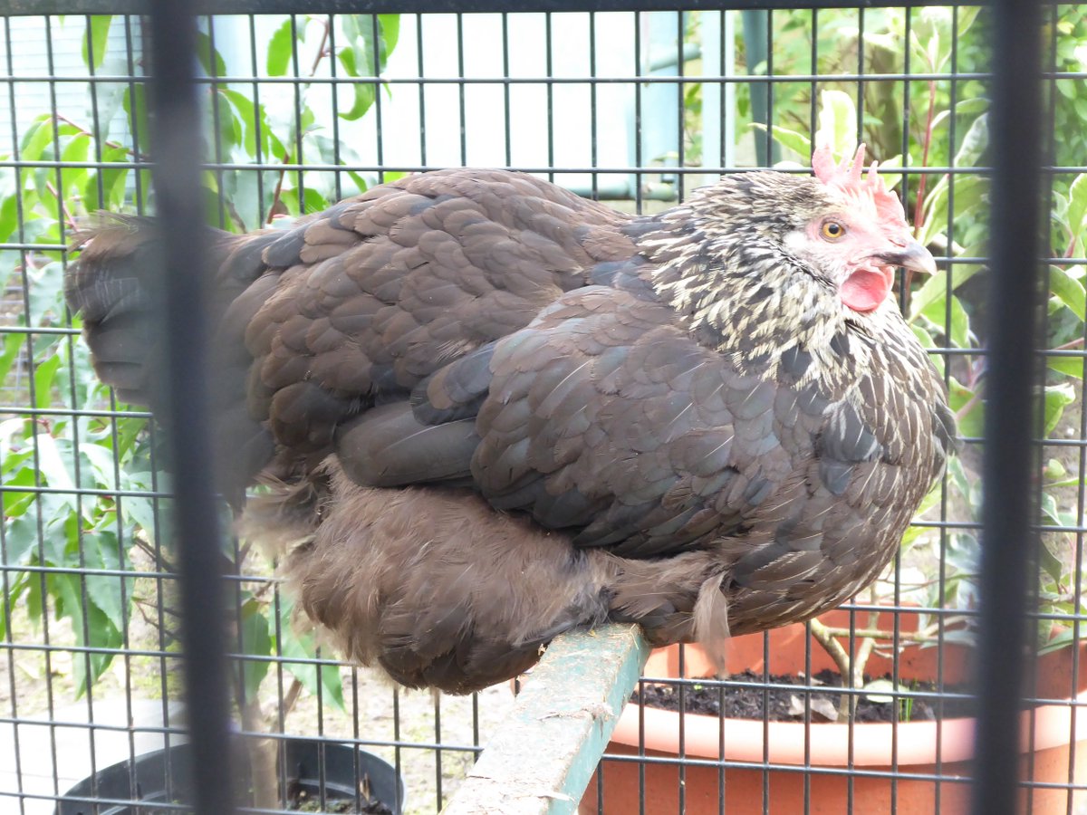 HamiltonsHens's tweet photo. Bat fans, her is my grumpy BatHen Batman enjoying her perch, as much as she can enjoy anything! She's a pecker that one. #BatmanTheChicken https://t.co/b9NHjJWkJQ
