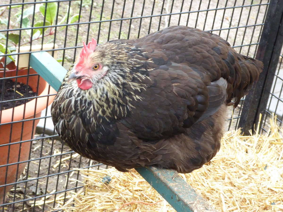 HamiltonsHens's tweet photo. Bat fans, her is my grumpy BatHen Batman enjoying her perch, as much as she can enjoy anything! She's a pecker that one. #BatmanTheChicken https://t.co/b9NHjJWkJQ