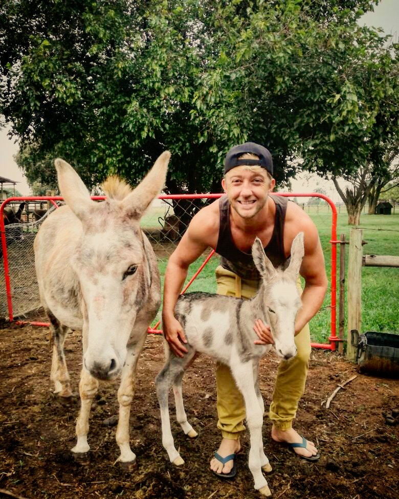 This blue-eyed spotted legend was born on our farm two days ago! Already have so much love for this little beauty!
#thedonkeydairy
#donkey