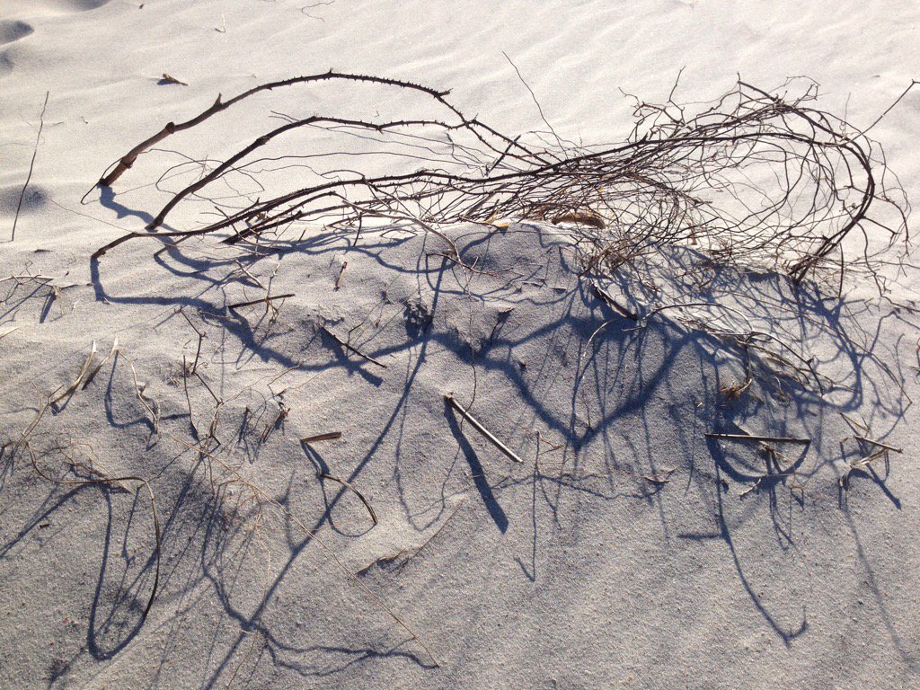 onlyhereonlynow's tweet image. Tangle.