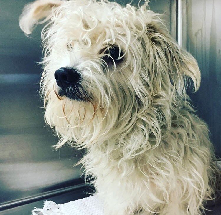 Austin Animal Center is hosting FREE adoptions today!! 😻