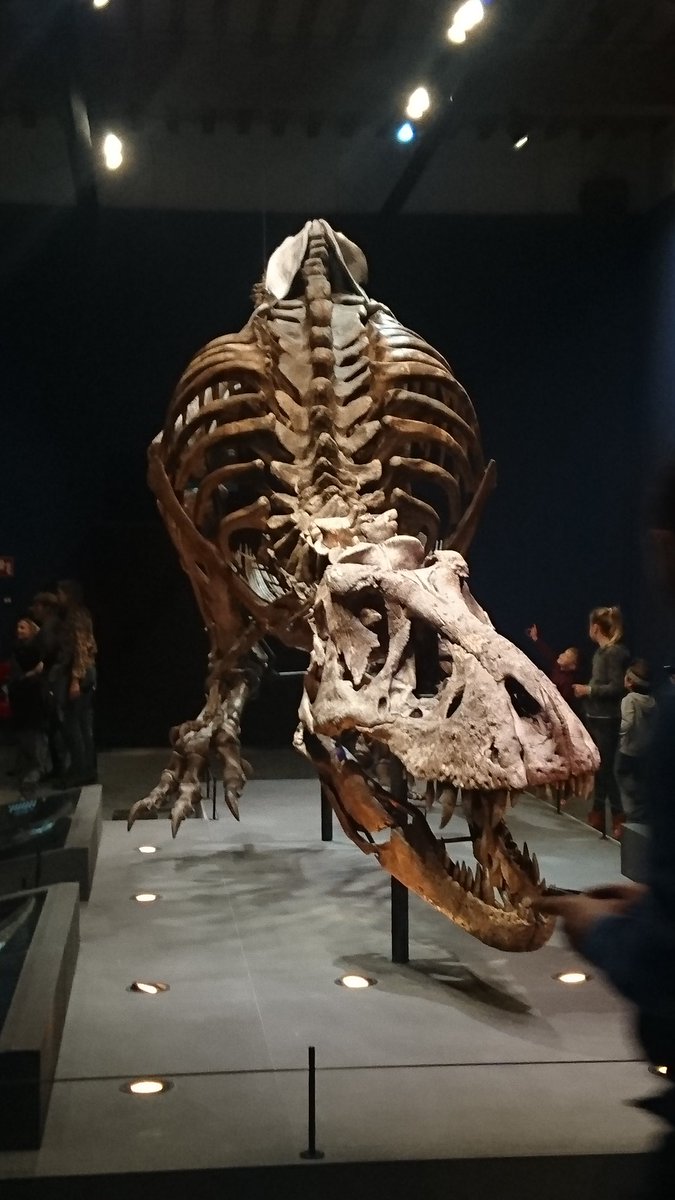 marijn76's tweet photo. Ga haar zien in #Naturalis #trix-trex indrukwekkend👍 https://t.co/s5zeAihVBz