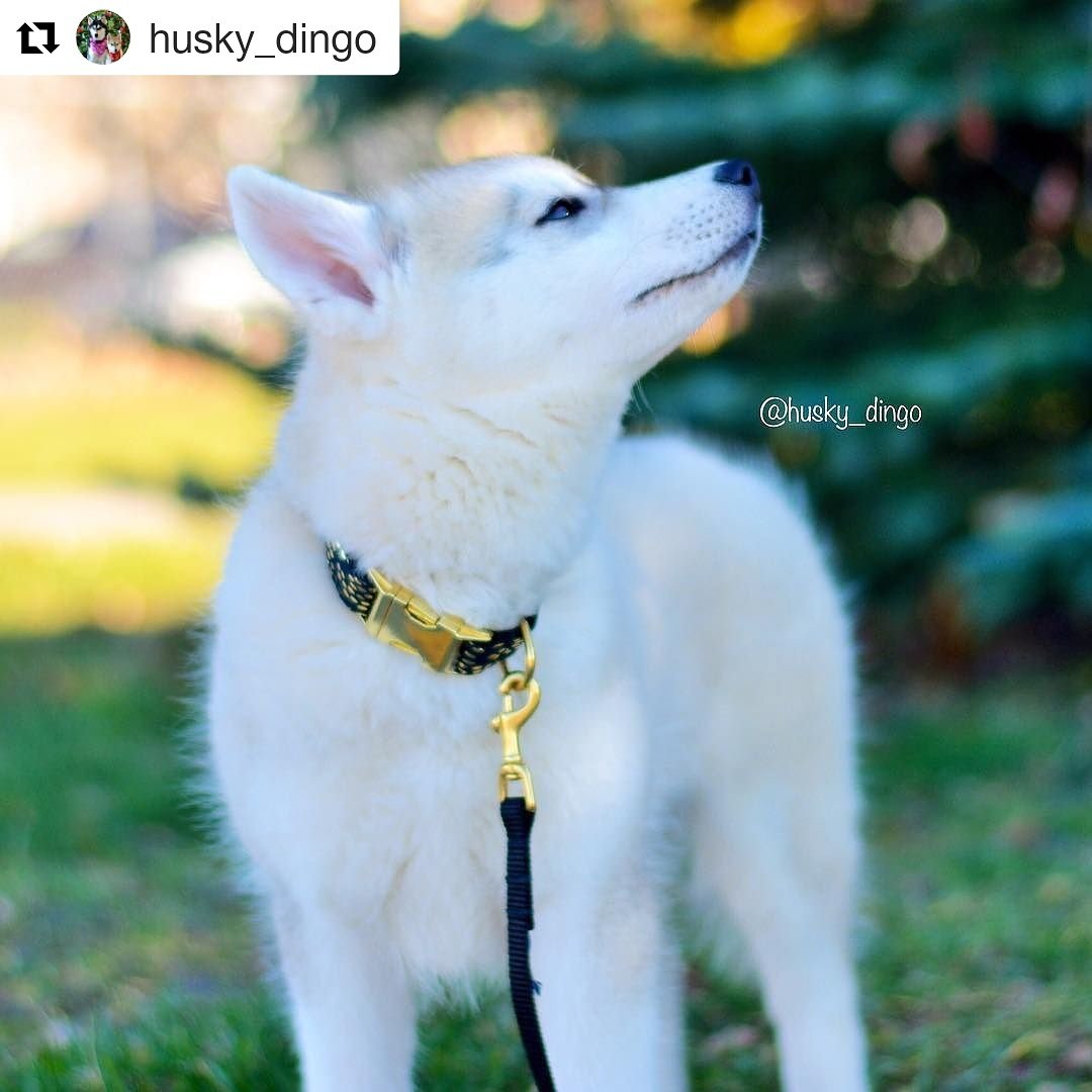 bonjourfido's tweet photo. Sparkle and shine all day long✨💖✨ #BlackPythonGoldSparkle #DogCollar #SolidLeash #dogs #puppy #husky #siberianhusky #luxe #fancy https://t.co/tNrn4BQFIT