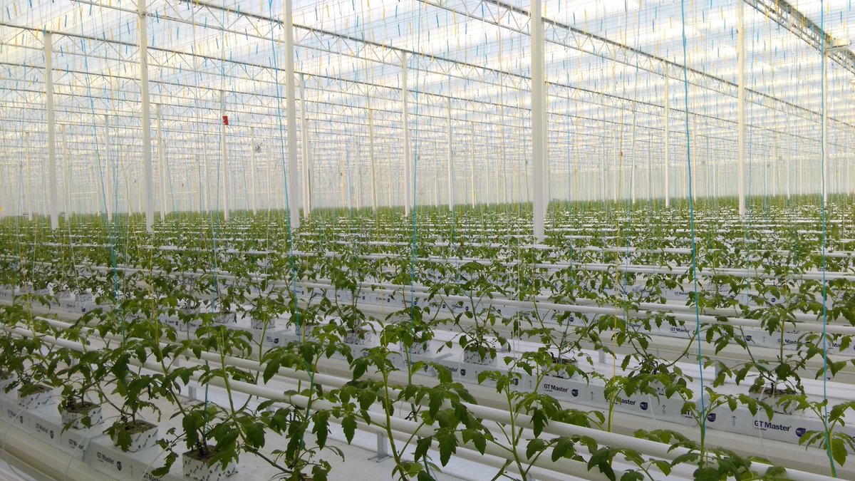 Another successful project completed <a href="/thanetearth/">Thanet Earth</a>. 8ha of intensive tomato production, looking forward to the next one.
