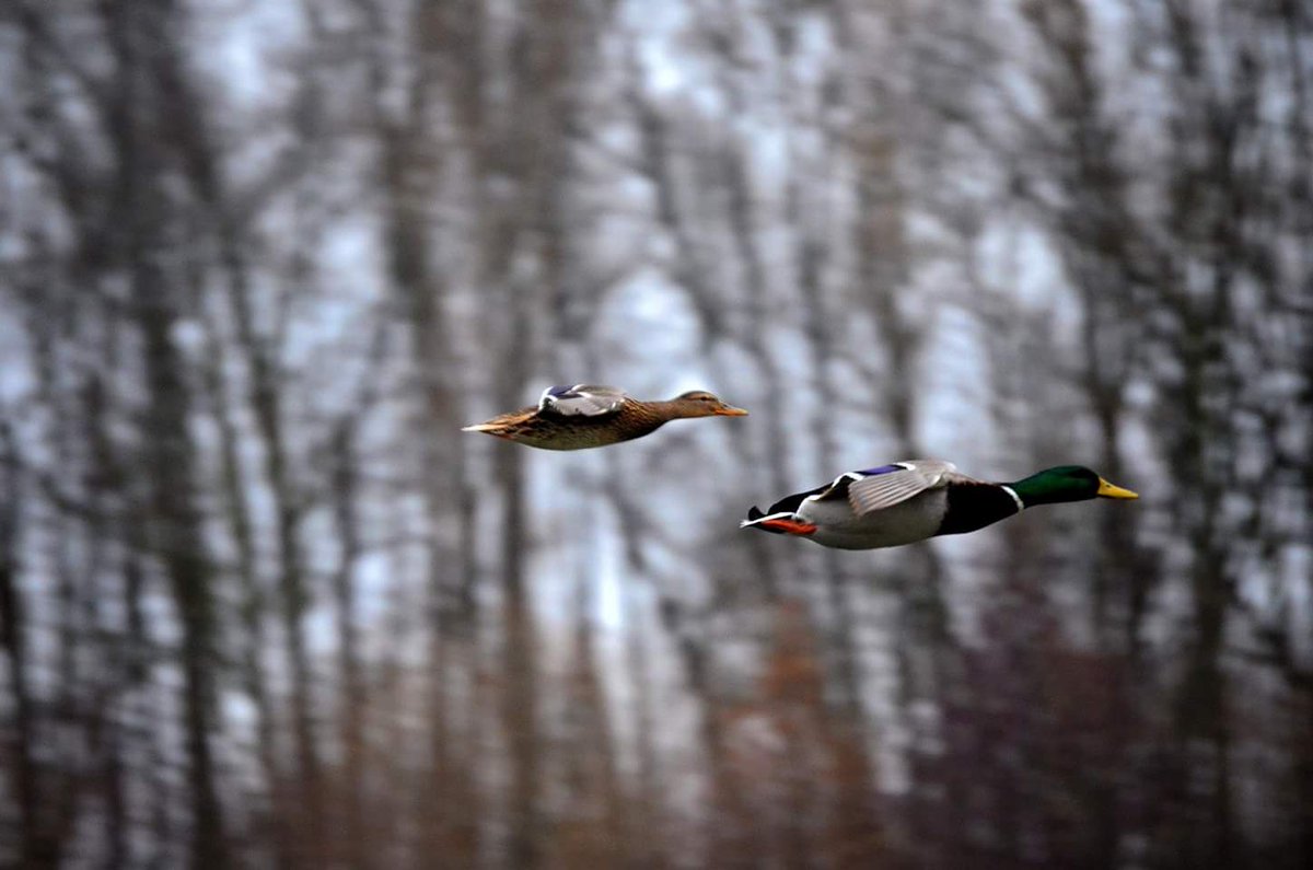 arsalanhshah's tweet image. One of my winter clicks in #frankfurt #photography #Nikon