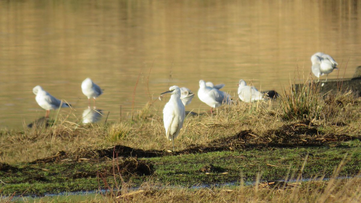 James Allison tweet media