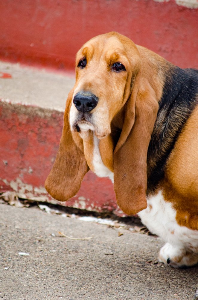TherapyHound's tweet photo. The bipeds inform me that I look gray in the mouth.  #bassethounds https://t.co/rpV6wVe30Y