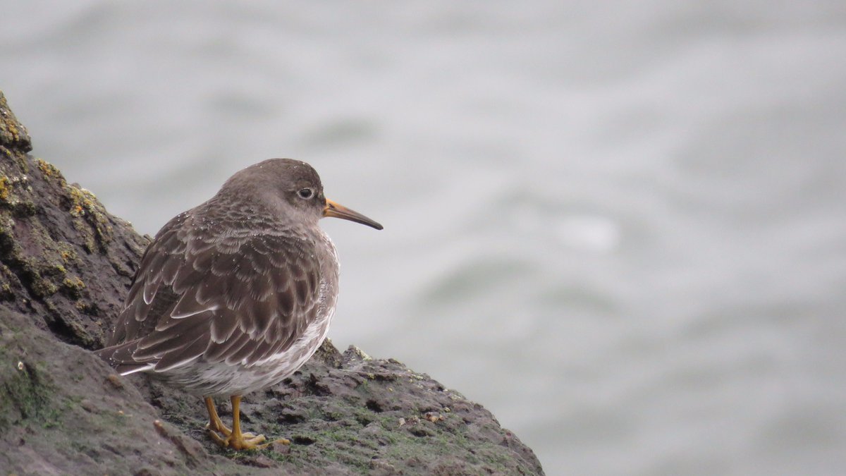 James Allison tweet media