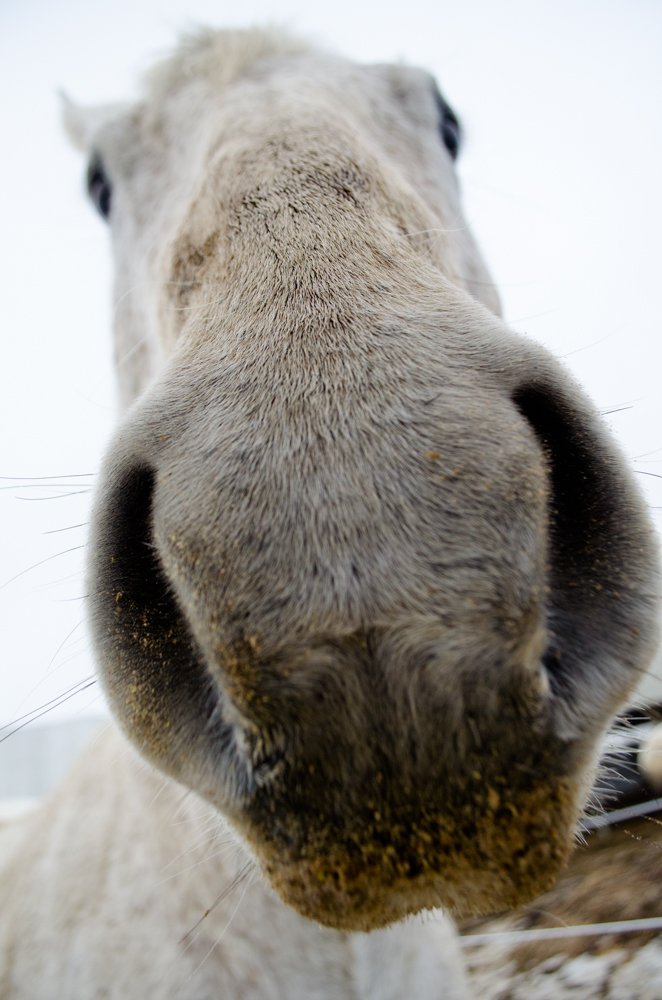 TherapyHound's tweet photo. My buddy Victor says he’s gonna sniff you.  Long noses are great, aren’t they?  #horses https://t.co/o26M8WSeBY