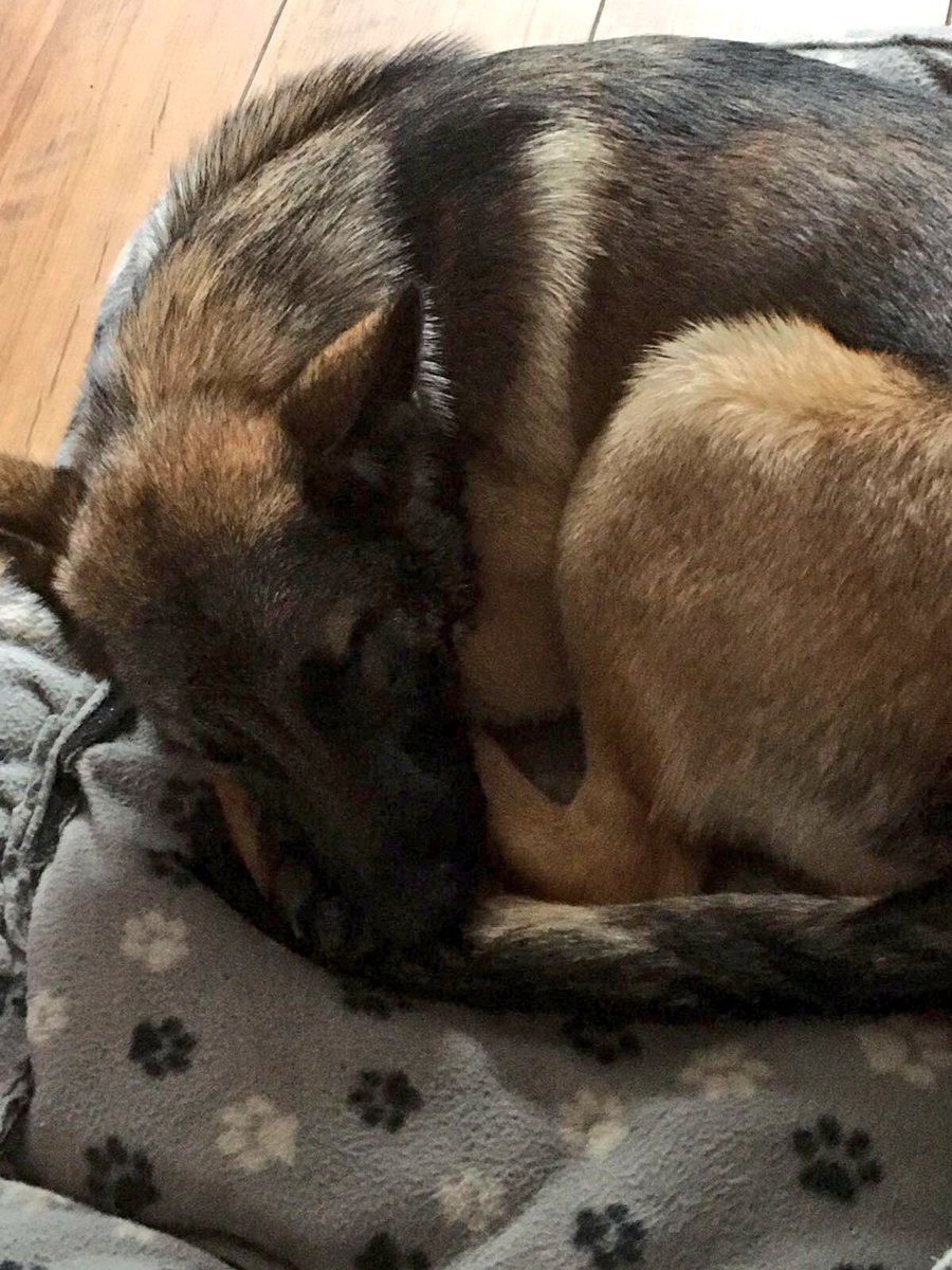 StaffsDogs's tweet photo. Only one thing recruit #PdEva🐾wants to do on a cold/wet rainy🌧☔️Sunday afternoon😴 #lazysunday https://t.co/MV2OWWKkFX