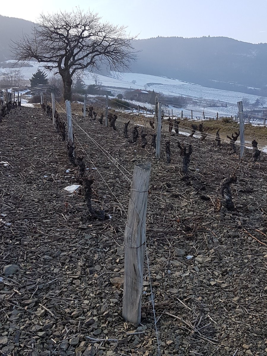 FredericBillet1's tweet photo. @OEdoria #vineyard with #oaktree! #winter with a thin layer of #snow #wineseason
@vinetsociete @mon_viti @JEBO38 @fabienlaine @MacCocktail https://t.co/4Buzal7m6l