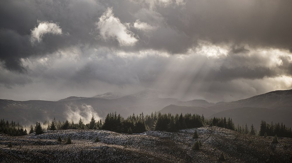 Carmen Norman (carmennorman) Twitter