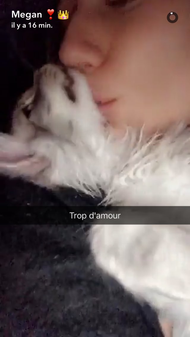 megansourceoff's tweet photo. Câlins, toilette (griffures)...Maki toujours aussi mimi 🐱 https://t.co/jrRKmn94er