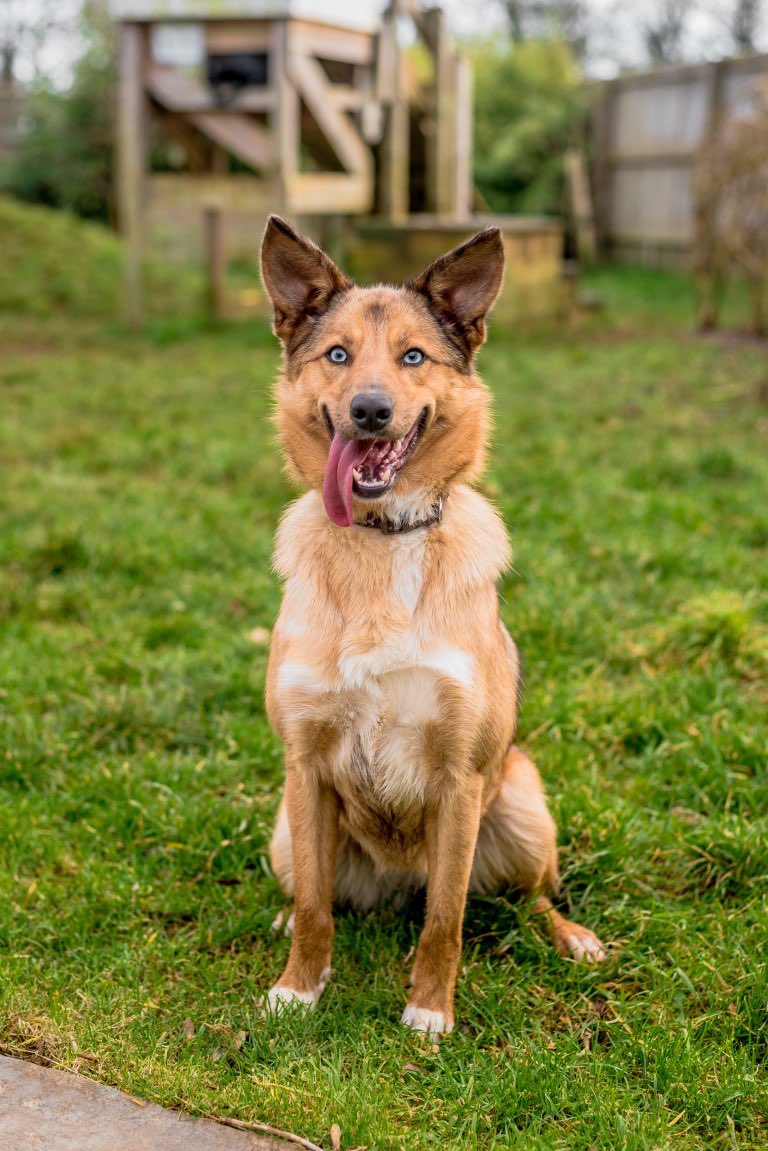 PawtraitPerfect's tweet image. More reasons to volunteer as a photographer by @LukeSalter86 pawtraitperfect.com/todays-feature… #petphotography #photography #shelterdog #volunteer