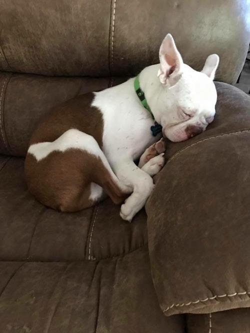 iBostonTerrier tweet picture