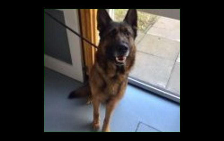 DE_HERENIGING's tweet photo. GEVONDEN: HOND (chip) 
reu Duitse Herder 
#BRIELLE #ZH M.H. Trompstraat   
#DHgev 29/1/17 
https://t.co/waodbzQeHl https://t.co/QZupkqnvmV