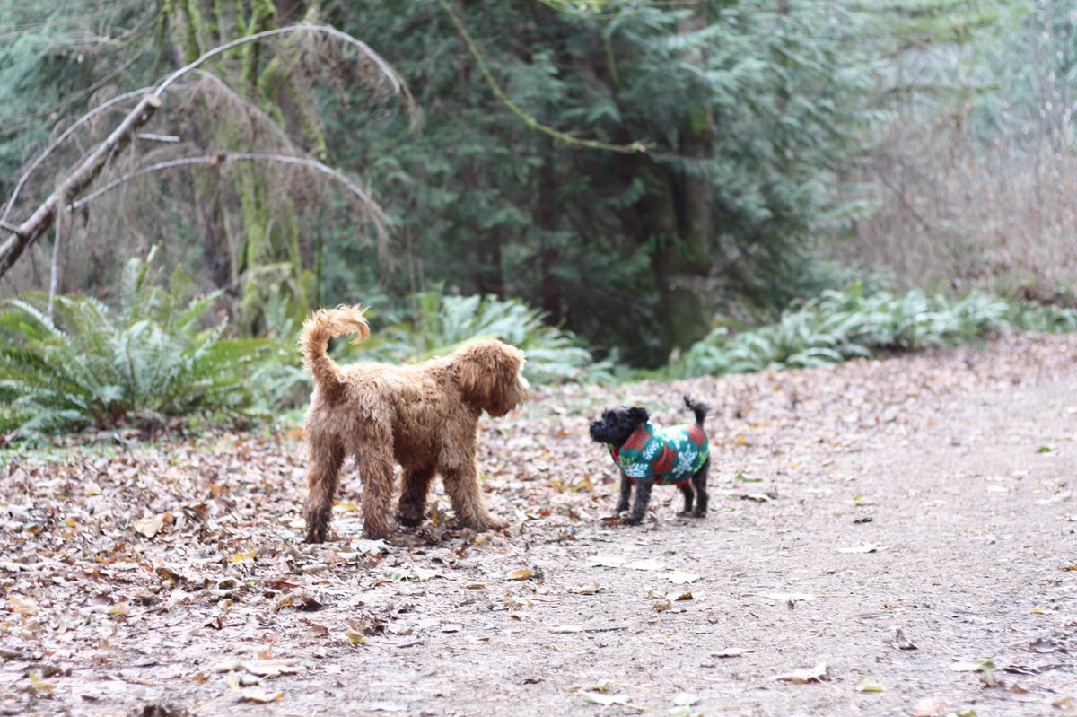 RubyOnAlki's tweet photo. #ThrowBack to Christmas sweaters and romping in the mud at the park with my puppy pals! #RubyOnAlki #Puppy #Park #Playtime #dogsoftwitter https://t.co/6BDeFl2lUk