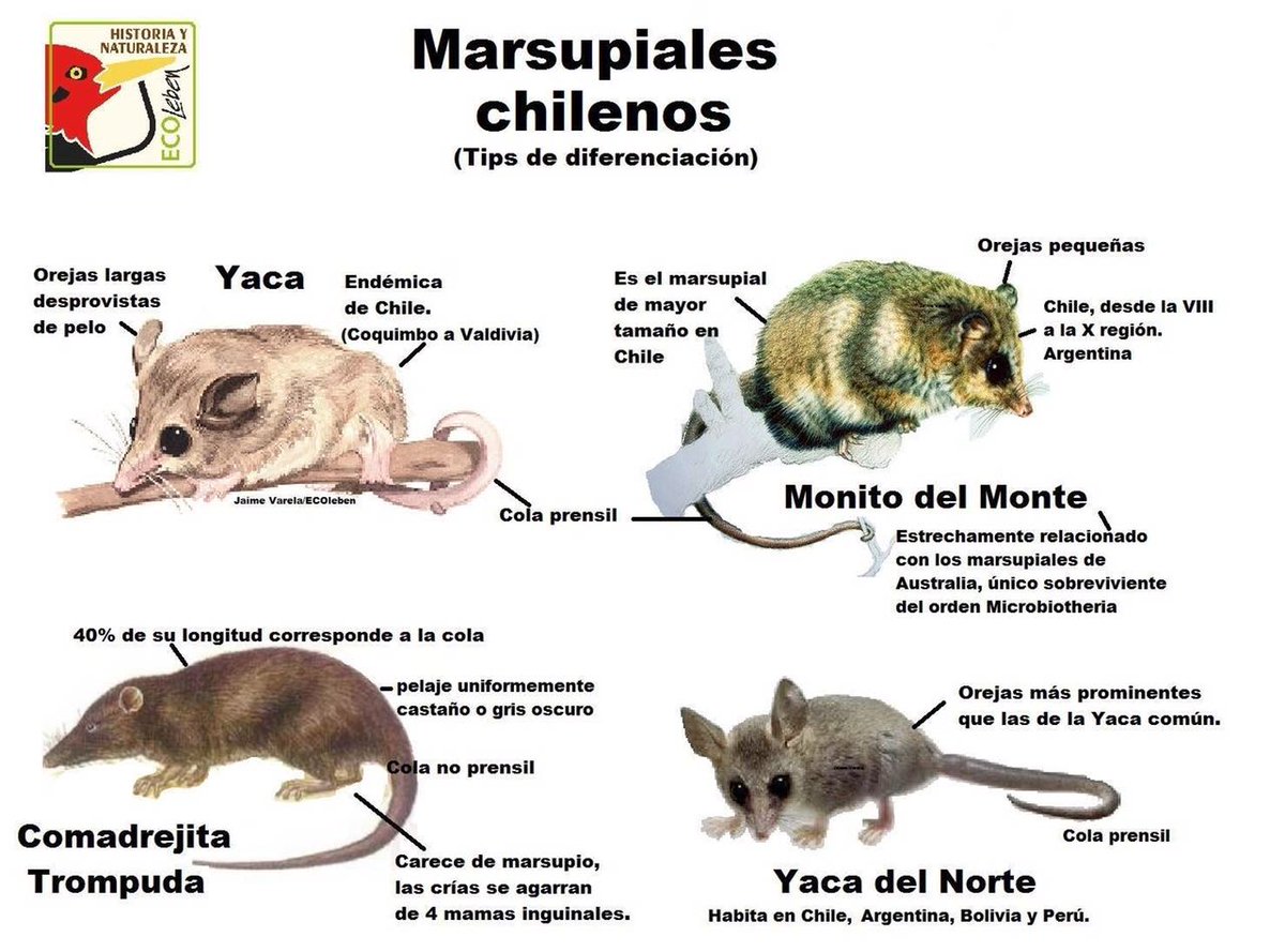 biobio's tweet photo. IMPORTANTE: muchos animales silvestres heridos se acercan a lugares habitados. ¡No confundas estos marsupiales con ratones! Llama al SAG. https://t.co/knZH13BWbr