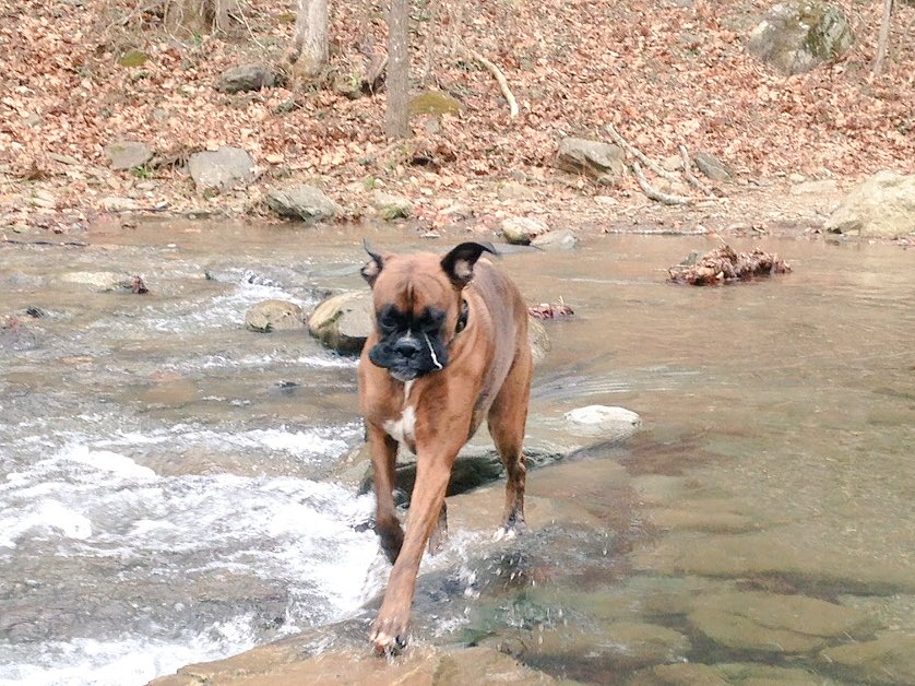 Jack_the_Boxer's tweet photo. Hey old gang. Follow me on Instagram @Boxerjack
#boxersofinstagram https://t.co/7Qh01t9lKJ