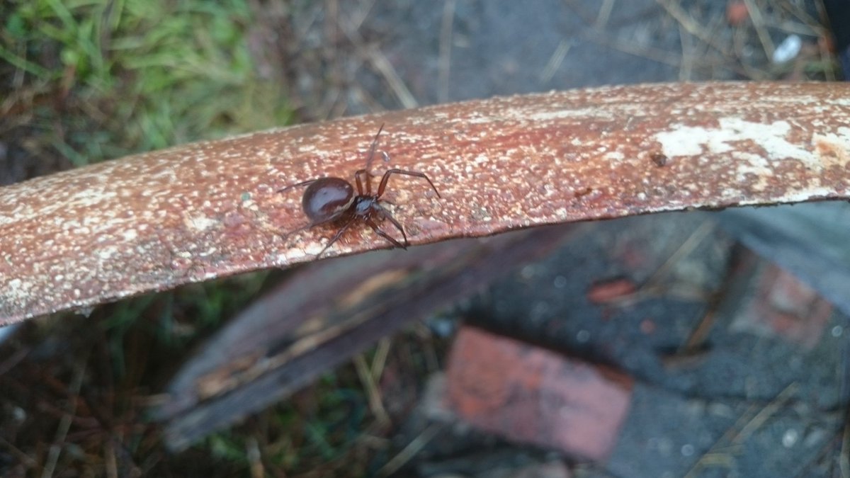 HiddenHeritage_'s tweet photo. You got to love #creepy #crawlinglive on this job #naturegram #photography #spiderselfiesunday #SpiderManHomecoming #Plymouth https://t.co/kmTqEKFFZo
