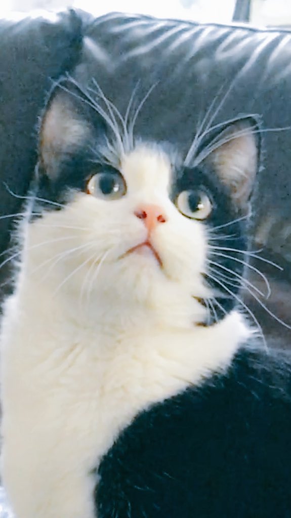 lampwireslayer's tweet photo. @artymeeps @BuffyScratches @HazelCane @NancyCakeFace I think this is my cutest from today 😻💕😻💕😻#kittycuteoff https://t.co/XKMb5EzkFe