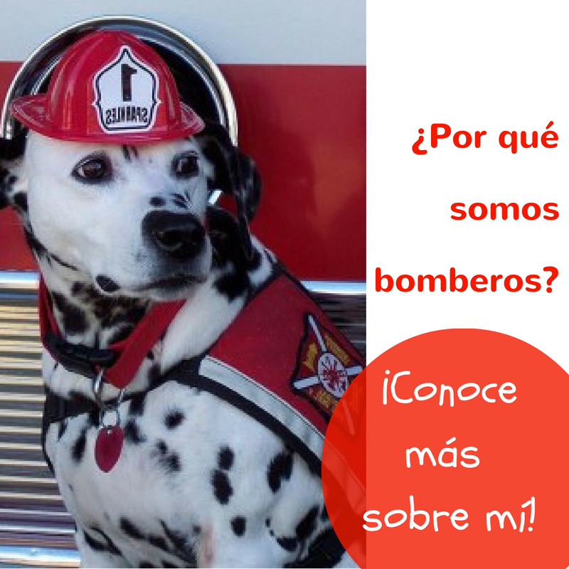 Aba_AliDog's tweet photo. ¿Sabías por qué los #Dálmatas son escogidos perros bomberos? Entra en nuestro #Facebook y conoce la razón https://t.co/Di38CK7Ywe https://t.co/dKMDSHt2yw