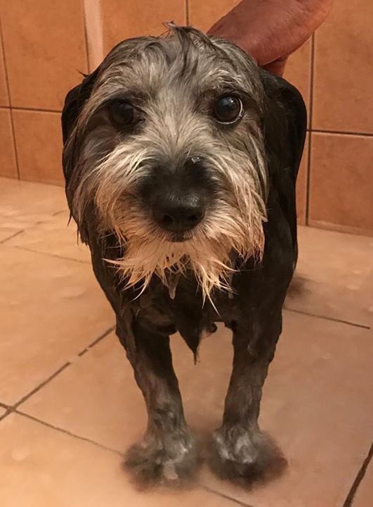 GregQuinnAodhan's tweet photo. So @DiplomaticDog likes to pretend to not like baths. But at least she will smell nice when I pick her up tomorrow 😀 https://t.co/H39aroSwWx