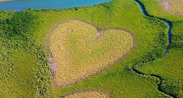 islandersmag's tweet photo. Coeur de Voh. 📍 Voh, New Caledonia, South Pacific.

#heartofvoh #forest #nature #newcaledo… https://t.co/KoYaq64UcR https://t.co/yAZVQQwwyp