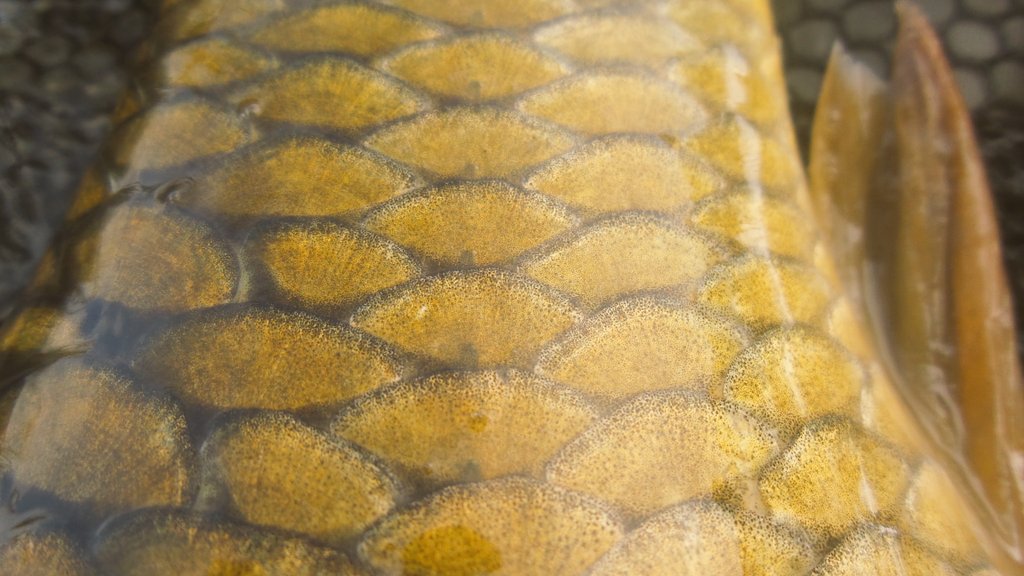 Scales...tails...#carpfishing