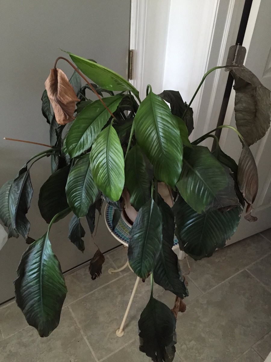 Revco01's tweet photo. The amount of guilt I have trying to throw out a 13 year old plant #needroom #cantdoit #anyonewantaplant https://t.co/v5oLSgriqA