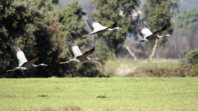 🦅 #SOCIEDAD - #NATURALEZA | Unas 8.000 grullas pasan el invierno en el Parque Nacional de Cabañeros clm24.es/articulo/socie… vía <a href="/24clm/">clm24.es</a>