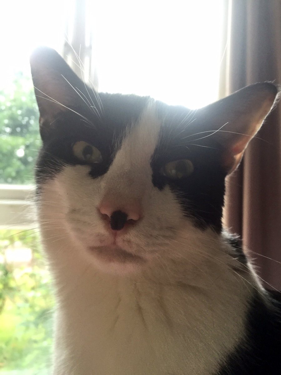 EmilySwaylow's tweet photo. #contemplation #gorgeousboy #purrity @CabOfficeMogs @Number10cat @ColeTheBlackCat @PalmerstonFOCat https://t.co/j8kp0jlG6M