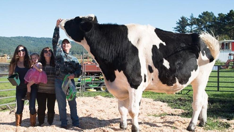 Conoce a Danniel, el toro más grande del mundo. goo.gl/obE6fT