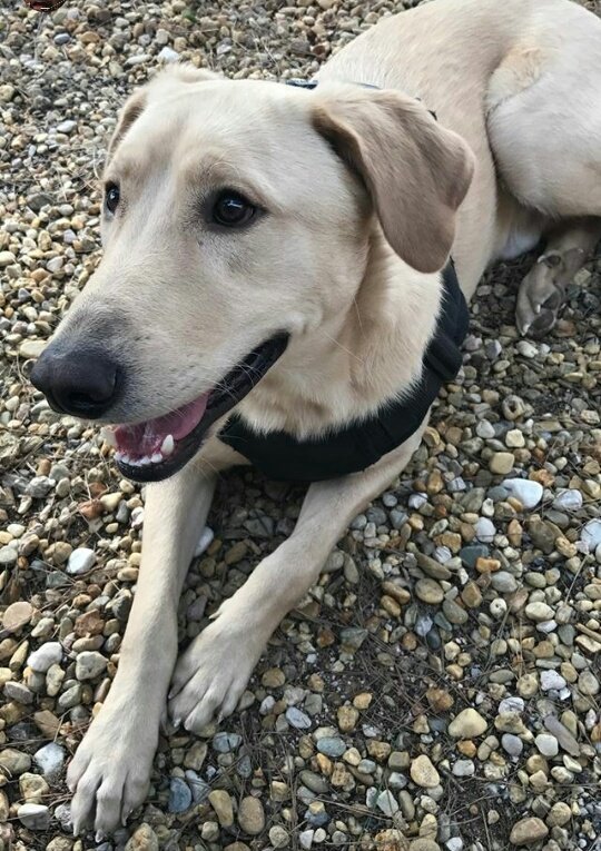 FanDeVaderPerro's tweet photo. Es que es demasiado hermoso 😍😍 https://t.co/gcVs5ZbAFm