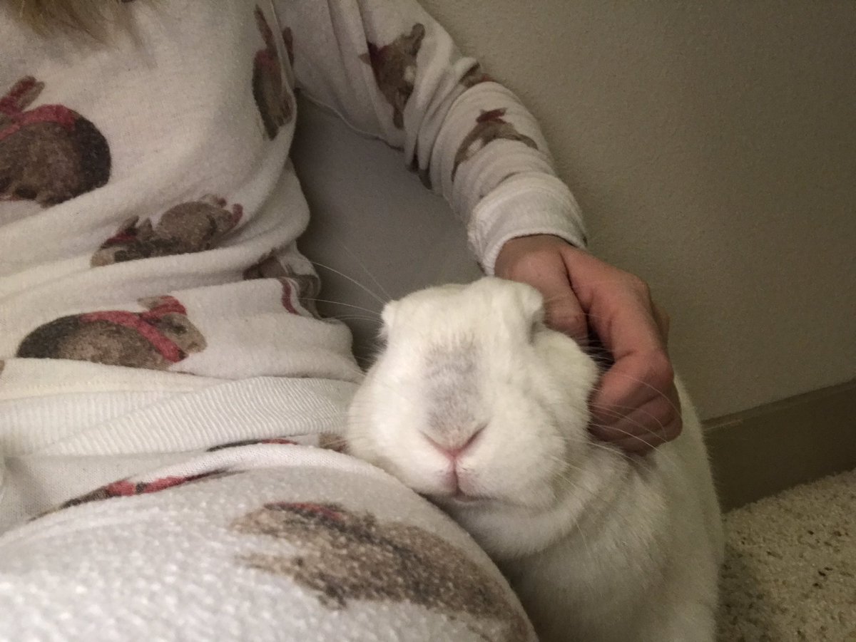 We're all bunnies here