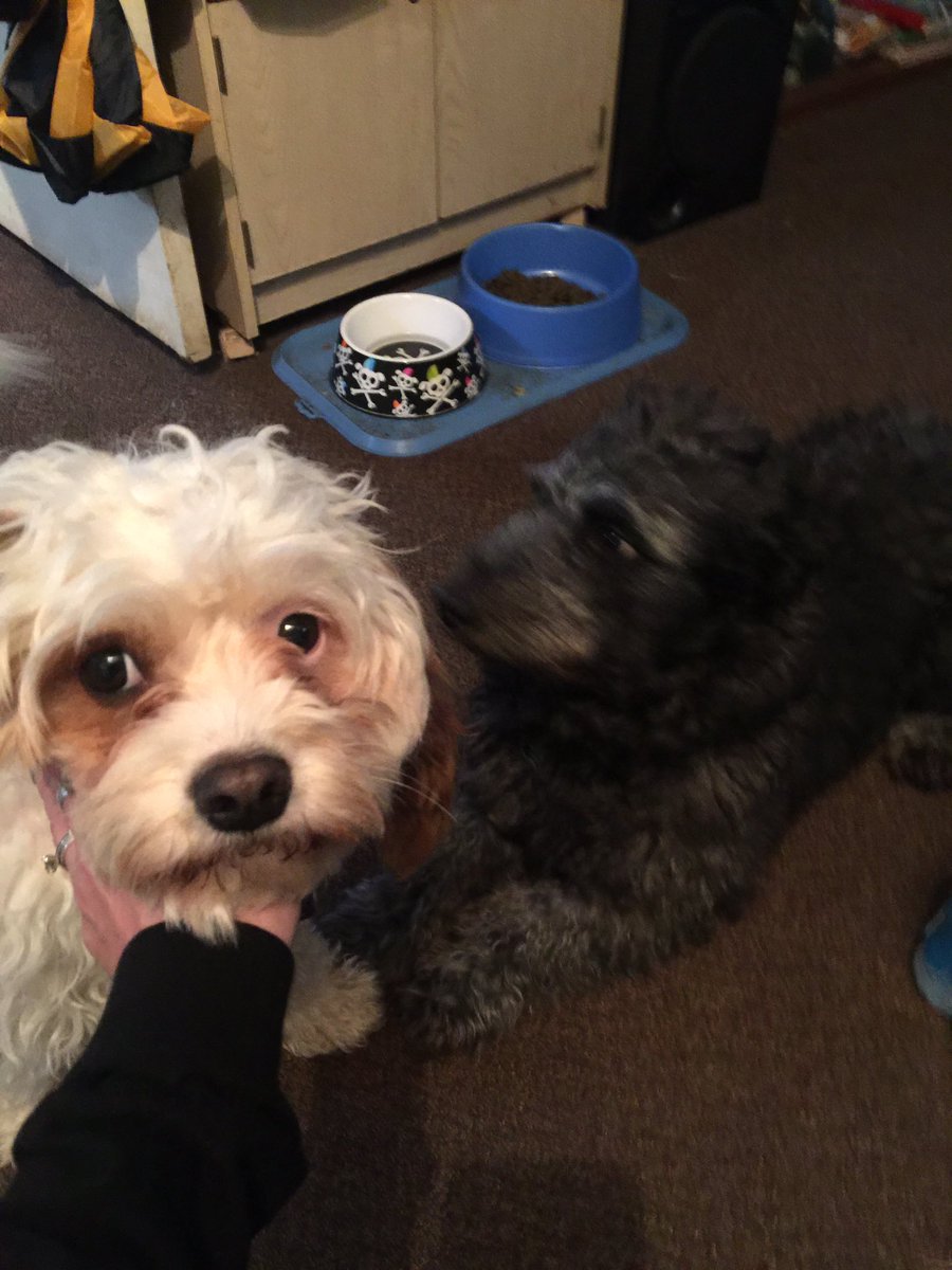 TLCnFurBabes's tweet photo. @landpsychology @CUTEFUNNYANIMAL @PlaceForPups Lucy n Peewee #CutestPups #LovemyBabies https://t.co/ncXOFhxh44