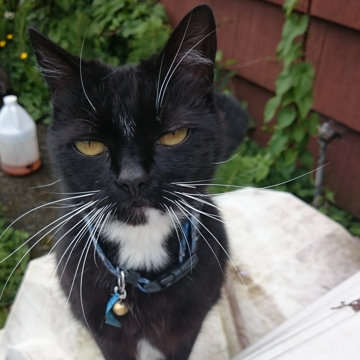 pampire13's tweet photo. @BuffyScratches @HazelCane @artymeeps @NancyCakeFace @lampwireslayer #toughgirl Kato https://t.co/7m5Be9lyuX