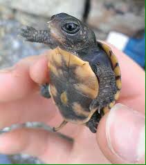 One of <a href="/PicturePerfxct/">L.</a> baby turtles 🐢