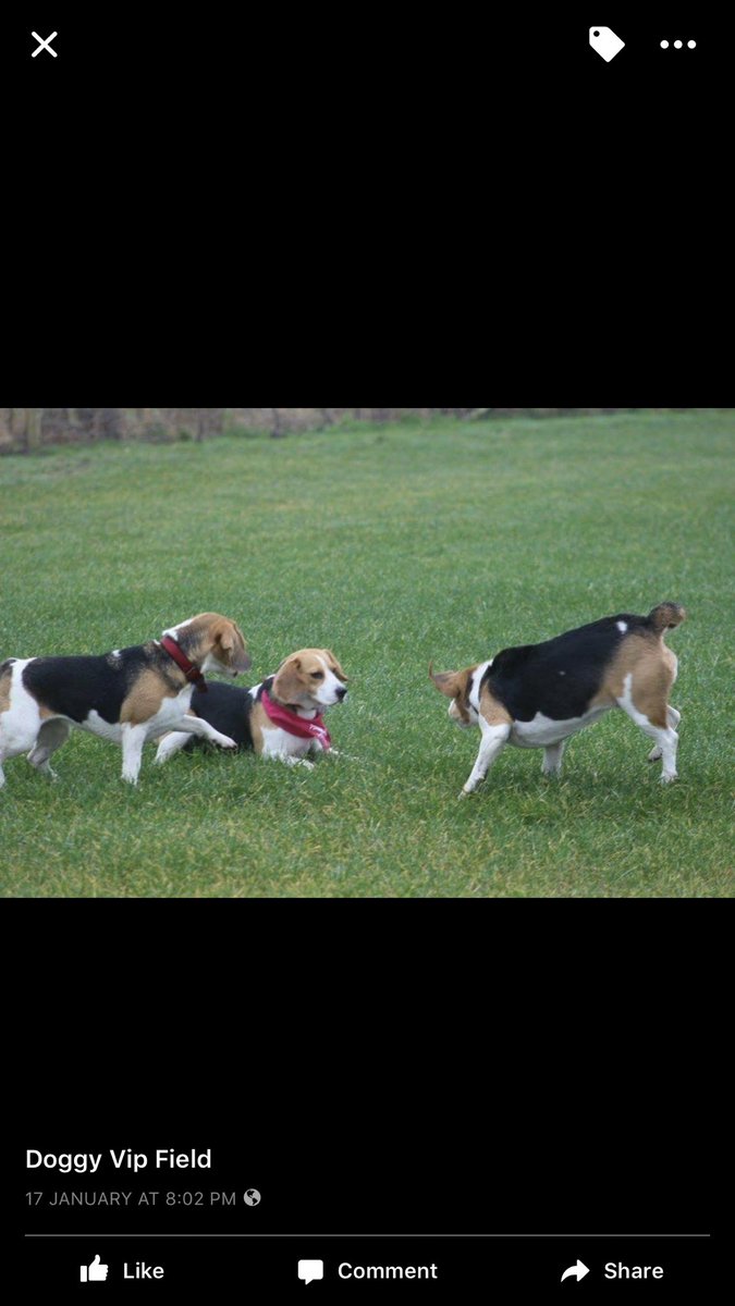 Doggyvipfield1's tweet photo. #beagles visited our fields again #securedogfields @MBC_beagleclub https://t.co/khJLEgceUY