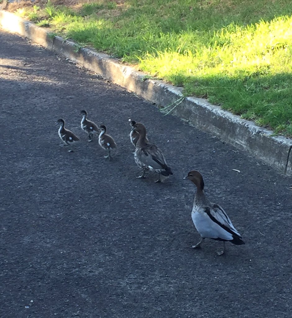 This little family are certainly bright and early this morning. Looking forward to seeing everyone back <a href="/LeuraPS/">Leura Public School</a> today