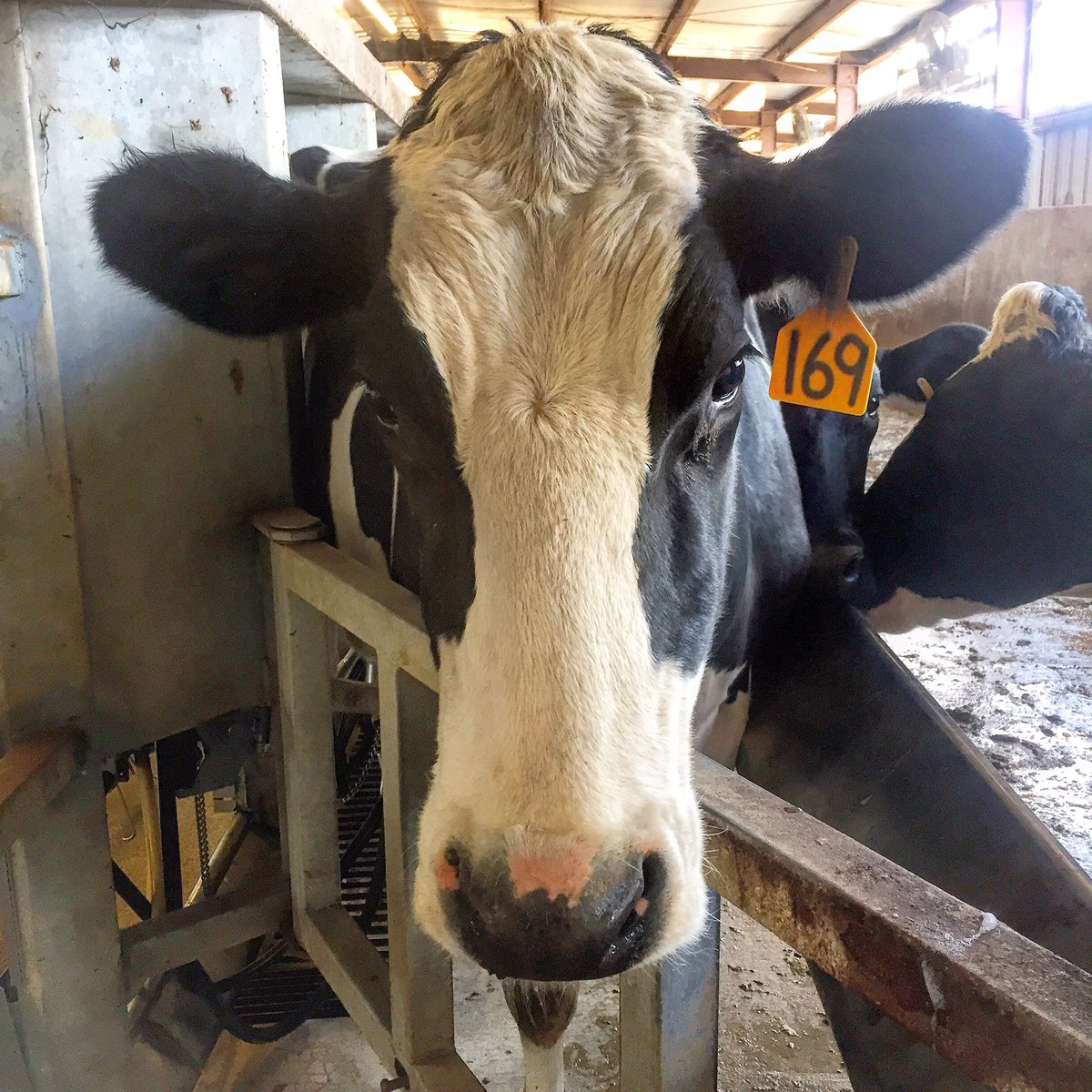 willgilmer40's tweet photo. This cow has no political opinions, but she does produce nutritious, delicious milk that anyone is welcome to enjoy. https://t.co/YP1pYKPHg7