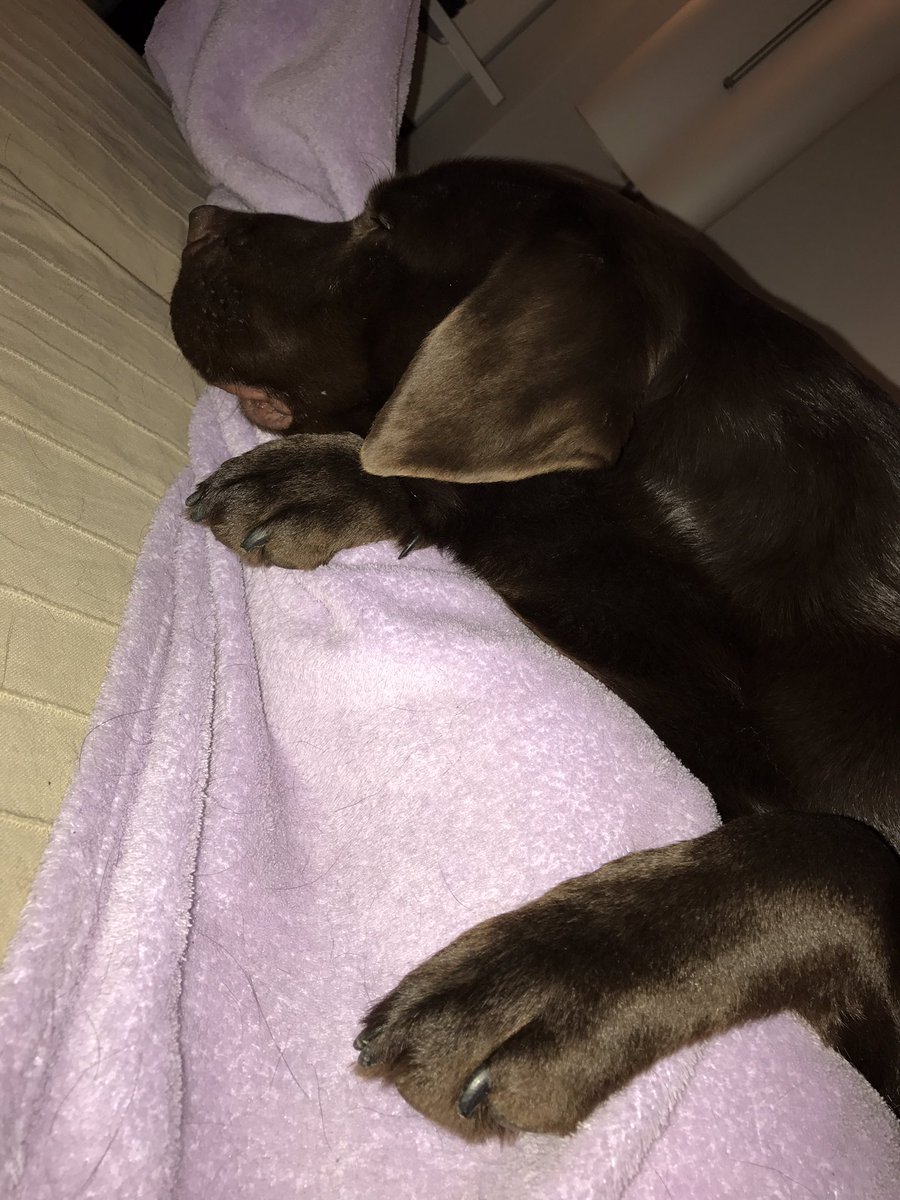 Milka_Choc_Lab's tweet photo. As a tradeoff w/ hudad i let him on MY sofa. He is allowed to let his leg under my paws. #Diplomacy #KindDog #StrangersOnTheSofa https://t.co/DVMtfwpURC