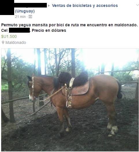 SiBOury's tweet photo. A mi manera, descomplicado, con una iegua que me ieve a todos lado https://t.co/s0cfWdj0PQ