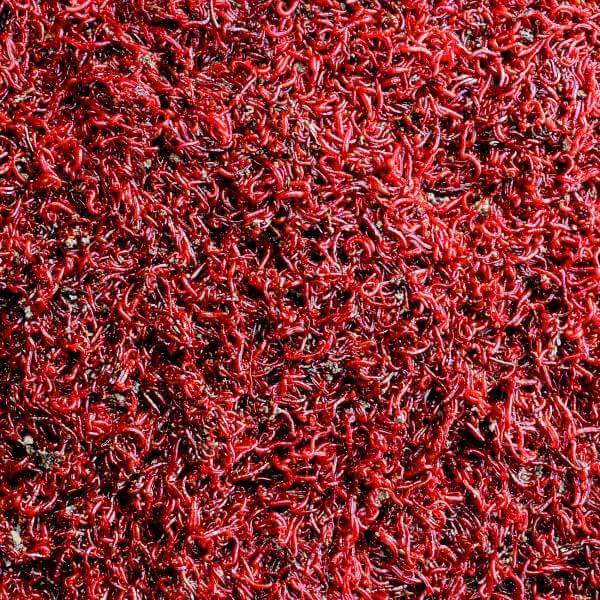 aquafooduk's tweet photo. Bloodworms (small size) -100ml - Only  £3.99 #fishing #fish #livefishfood #weshipworldwide #aquafood https://t.co/ZfLjcDR4xG