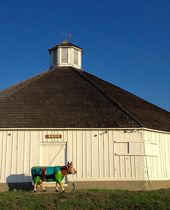 Basking in the evening winter sun... visit theslolane.com #theslolane #cowparade #octagonalbarnslo