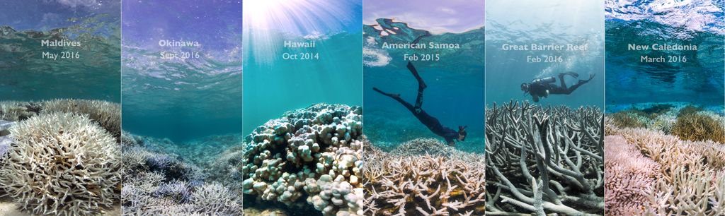 theoceanagency's tweet photo. The 3rd Global Bleaching Event hit coral reefs around the world. @ChasingCoral tells the story of our mission to document &amp; reveal it to all https://t.co/lq6aVHQ7P2