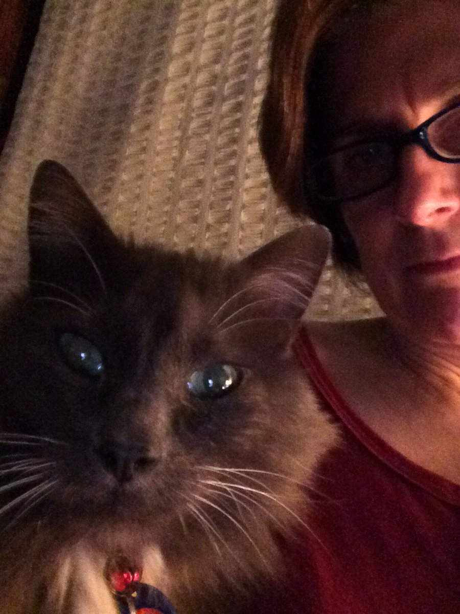 MrMoeCat's tweet photo. Checking in from above.... How are my humans doing? Waving to @ProfJoyceSull's #PAF3201S17 class. ��📲 https://t.co/PAm2a2TkOA